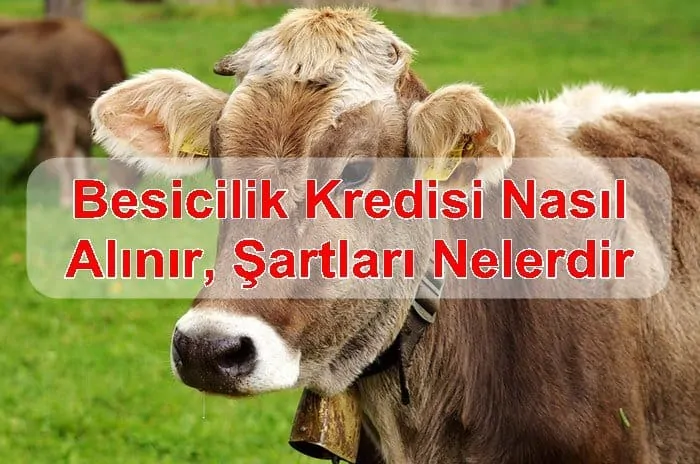 Besicilik Kredisi Nasıl Alınır, Şartları Nelerdir ?
