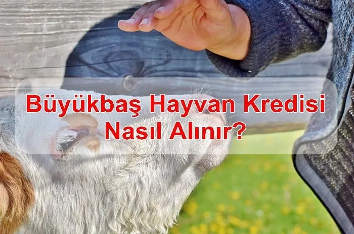 Büyükbaş Hayvan Kredisi Nasıl Alınır?