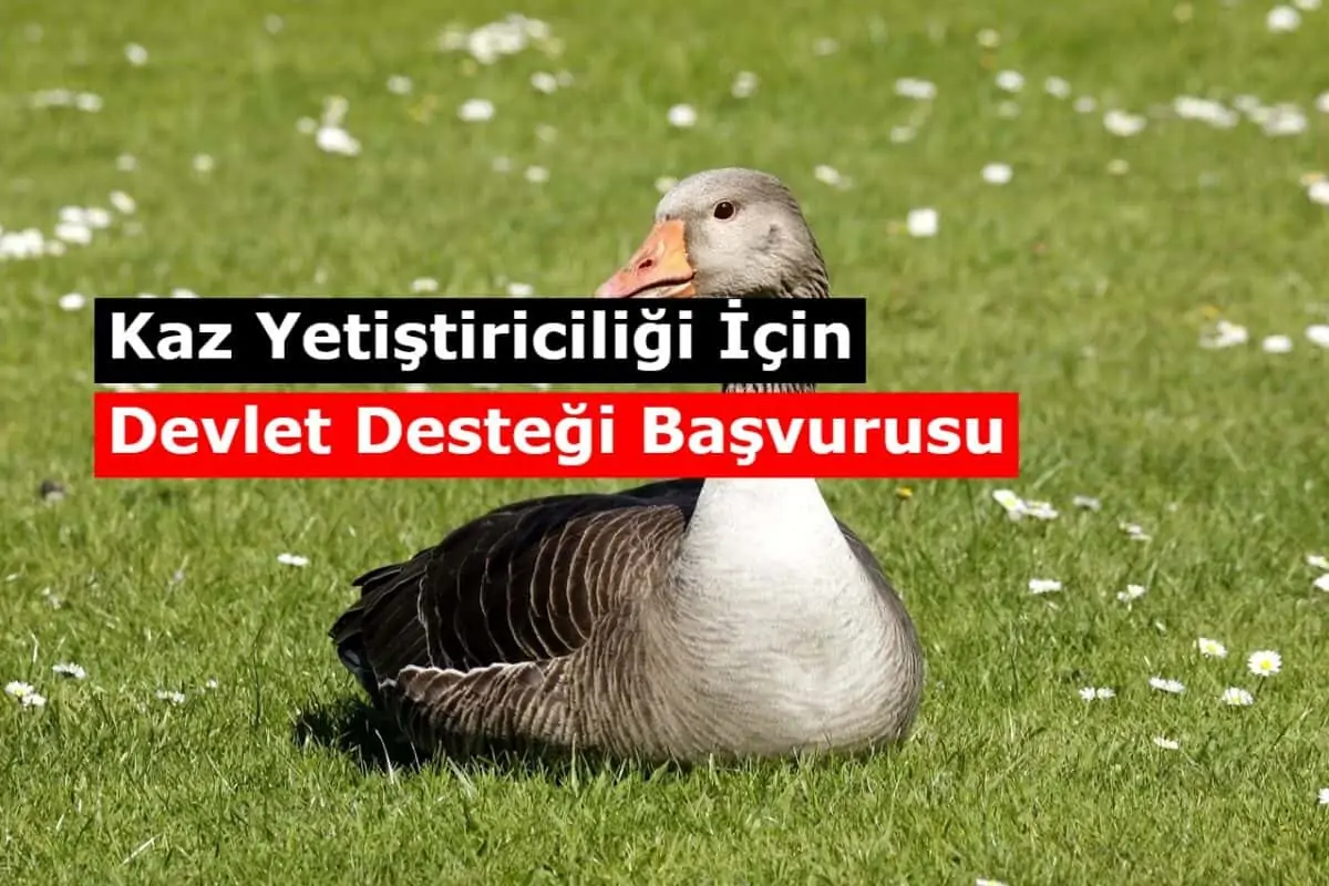 Kaz ve Hindi İçin Verilen Destekler